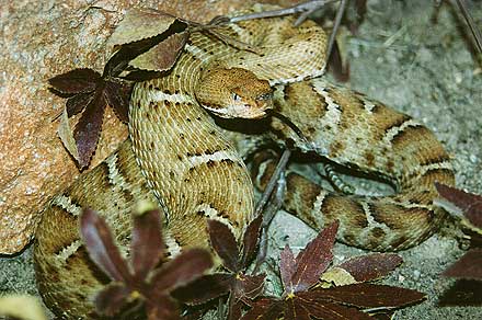 Is a Rattlesnake Cold Blooded?